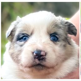 Australian Shepherd Puppies from Soggy Bottom Farms