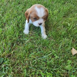 Marcy - Blenheim female Cavalier King Charles Spaniel puppy in Traverse City, Michigan from Crozapulco Cavaliers AKC
