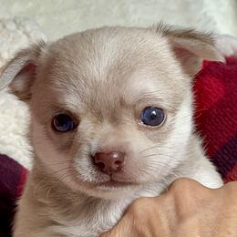 Chihuahua Puppies from ChiWowTown Chihuahuas