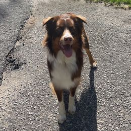 Scout - Australian Shepherd