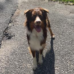 Scout - Australian Shepherd