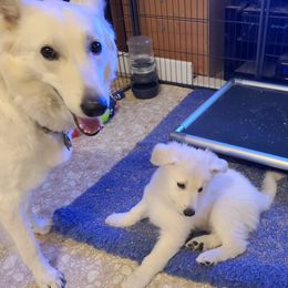 Berger Blanc Suisse Puppies from Absolute Dream White Swiss Shepherds