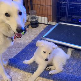 Berger Blanc Suisse Puppies from Absolute Dream White Swiss Shepherds