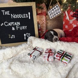 Ziti - Liver roan female German Shorthaired Pointer puppy in Marshfield, Missouri from Suma Kennels