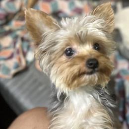 Benny - Yorkshire Terrier