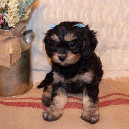 Cavapoo Puppies from Clearview Canines