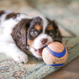 "Chocolate Tri" Cavalier King Charles Spaniel Puppies from West Coast Cavaliers