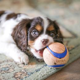 "Chocolate Tri" Cavalier King Charles Spaniel Puppies from West Coast Cavaliers