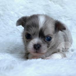 Skye - Blue fawn female Chihuahua puppy in Forsyth, Georgia from Brooks Grove Canines LLC