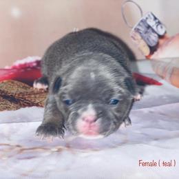 French Bulldog Puppies from Lovemyfrenchies