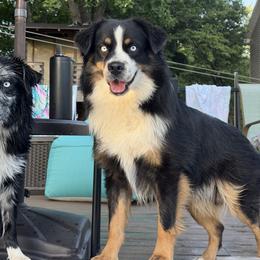 Beau - Australian Shepherd