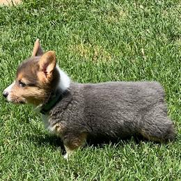 Bixby - AKC - Blue male Pembroke Welsh Corgi puppy in Millsap, Texas from BJ's Blessings
