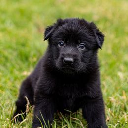Rhiannon - Black female German Shepherd puppy in Hammond, Louisiana from Von LaMarca German Shepherds