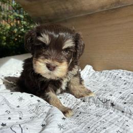 Jezebel - Liver female Miniature Schnauzer puppy in Hemet, California from Journee Home Mini Schnauzers