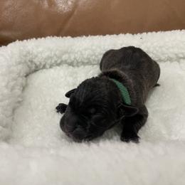 Boy 1 (Green Collar) - Black male Cane Corso puppy in San Isidro, Texas from MTZCC Ranch, LLC