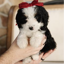 'Cranberry' Red Collar Female - Tri-color female Bernedoodle puppy in Kamas, Utah from A + E Farms