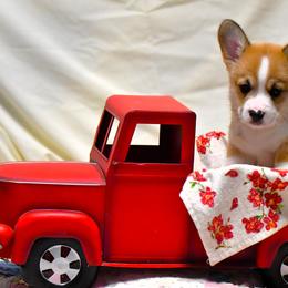 Oliver - Sable Pembroke Welsh Corgi puppy in Purcellville, Virginia from Rhone River Farm Pembroke Welsh Corgis