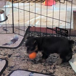 Yorkshire Terrier Puppies from Yorkies of Julington Creek