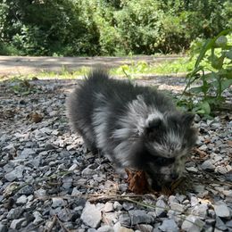 Pomeranian Puppies from Bama Pom Squad