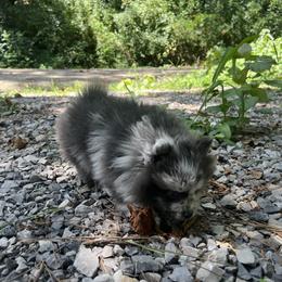 Pomeranian Puppies from Bama Pom Squad