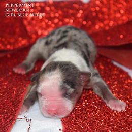 Peppermint - Blue merle female Miniature Australian Shepherd puppy in Patterson, North Carolina from DreamLine Aussies