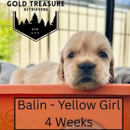 Girl 4 - Golden female Golden Retriever puppy in Star, Idaho from Gold Treasure Retrievers