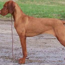 Vizslas from Meghan Tallman