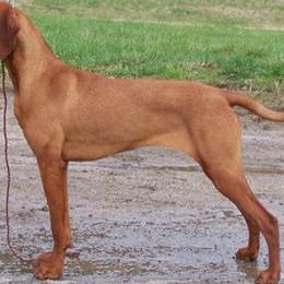 Vizslas from Meghan Tallman