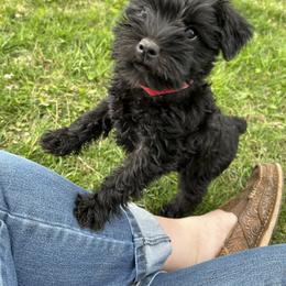 Miniature Schnauzer Puppies from Winona Schnauzers