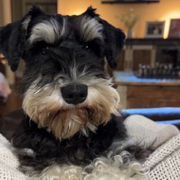 Kennedy - Miniature Schnauzer