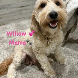 Willow - Goldendoodle