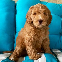 Australian Labradoodles and Labradoodles from North Austin Labradoodles