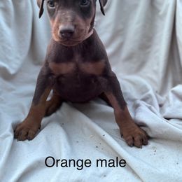 Orange - Red and rust male Doberman Pinscher puppy in New Ipswich, New Hampshire from Fox Farm Kennel