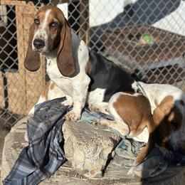 Mel - Basset Hound