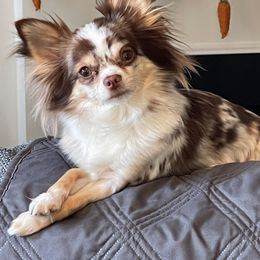 Bella Mae - Chihuahua
