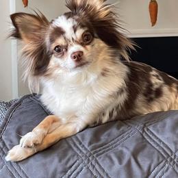 Bella Mae - Chihuahua