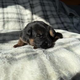 Jeckl - Black and red male German Shepherd puppy in Garland, Maine from Vom Schön Traumhund