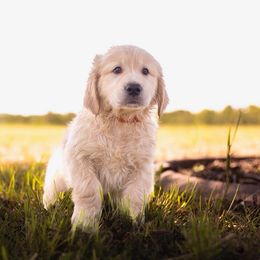 Orange Boy - Golden male Golden Retriever puppy in Gate, Oklahoma from Golden Retriever Street