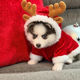 Rumor's blue boy - Blue male Pomsky puppy in Enid, Oklahoma from Mile Hi Pomskies