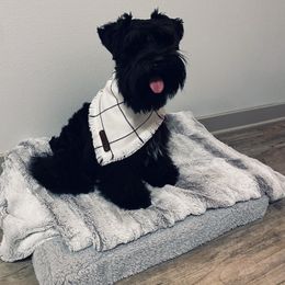 Miniature Schnauzer puppies from Schnauzer Society