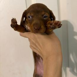 Kat - Chocolate and tan female Dachshund puppy in Conroe, Texas from R&M Dachshunds