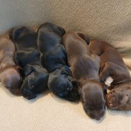 Girl 4 - Black female German Shorthaired Pointer puppy in Laporte, Minnesota from Northern Odyssey Gun Dogs