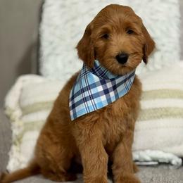 Happy (Blue) - Red  male Goldendoodle puppy in Bay City, Texas from Charming Doods Goldendoodles