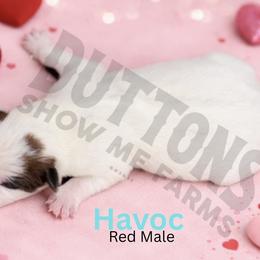 Havoc - Red speckled male Australian Cattle Dog puppy in Oronogo, Missouri from Dutton's Show Me Farms