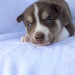 Doris - Red and white female Siberian Husky puppy in Warwick, Rhode Island from Young Orchard Siberians