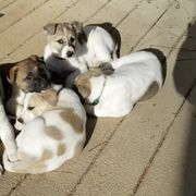 Canaan Dogs from Eastland Canaans