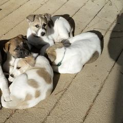 Canaan Dogs from Eastland Canaans