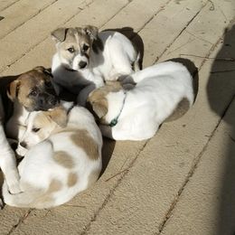 Canaan Dogs from Eastland Canaans