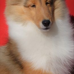 Shetland Sheepdog Puppies from Aratone
