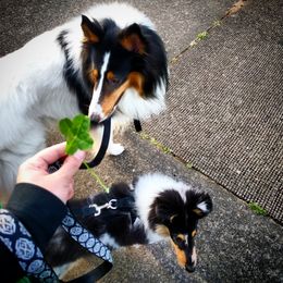 Collie Puppies from Teal Bluffs Rough Collies